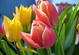 Tulpen (Bild-ID: 5496)