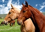 Pferde (Bild-ID: 5487)