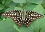 Schmetterling (Bild-ID: 5386)