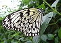 Schmetterling (Bild-ID: 5388)