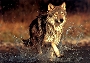 Wolf (Bild-ID: 5006)