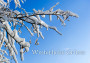 Winterliche Grüsse (Bild-ID: 6531)