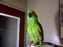 Singender Papagei