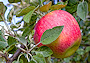 Apfel (Bild-ID: 6846)