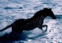 Pferd im Wasser (Bild-ID: 2223)
