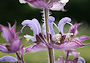 Salvia Sclarea (Bild-ID: 6162)