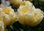 Tulipa Boule de Neige (Bild-ID: 6163)