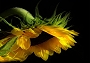 Sonnenblume (Bild-ID: 4657)