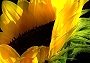 Sonnenblume (Bild-ID: 5159)