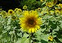 Sonnenblumen (Bild-ID: 3218)