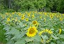 Sonnenblumen (Bild-ID: 3219)